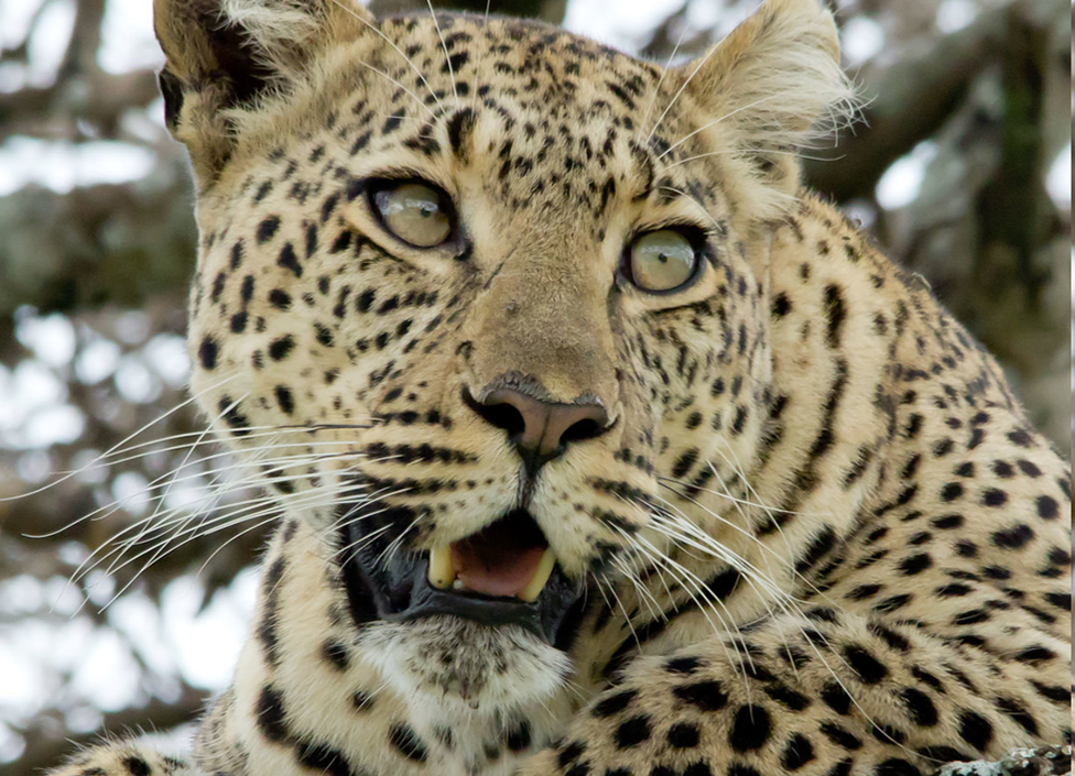 Big cats of Tanzania - Adventure safaris