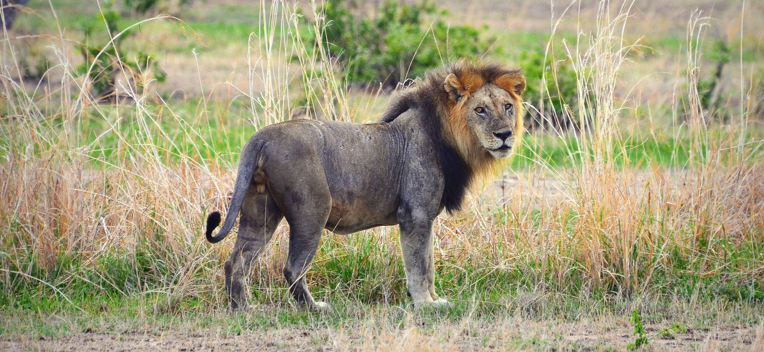 The king in Mikumi National Park Tanzania