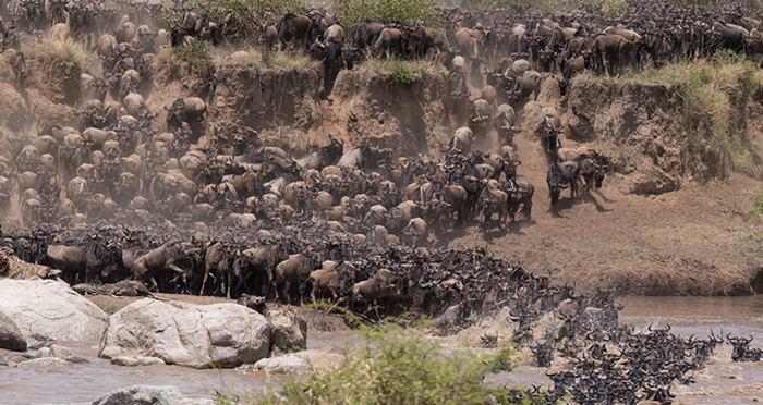 Great Migration Serengeti National Park Tanzania