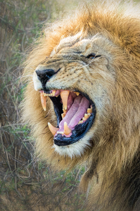 Serengeti 4x4 Safaris Tanzania