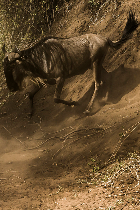 Wildebeest in Serengeti National Park - Tanzania