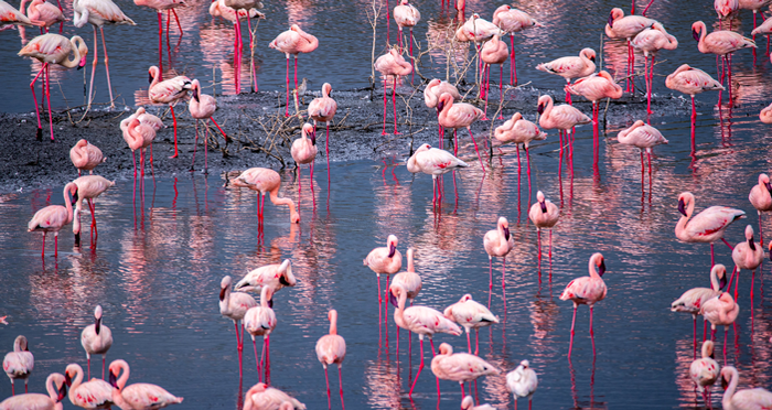 4x4 safaris in Tanzania