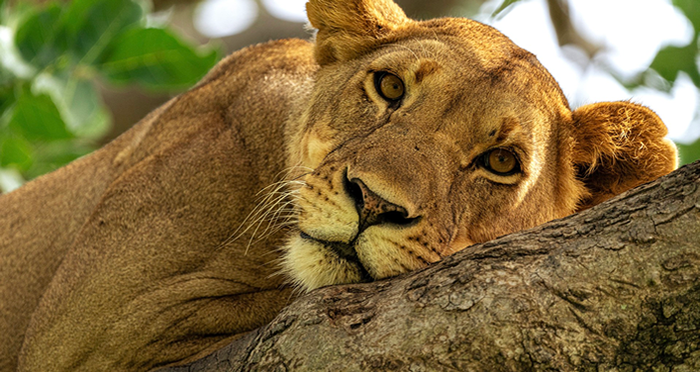 Lake Manyara National Park Tours in Tanzania