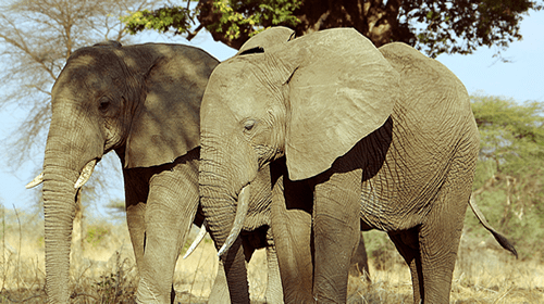 Elephants in Ruaha National Park - Tanzania guided Safaris