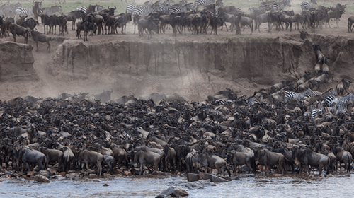 Serengeti Migration What a thrill to see a migration i