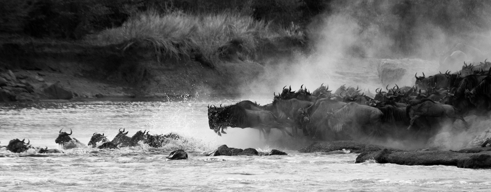 Great wildebeest Migration Discovering Tanzania's Wild Side