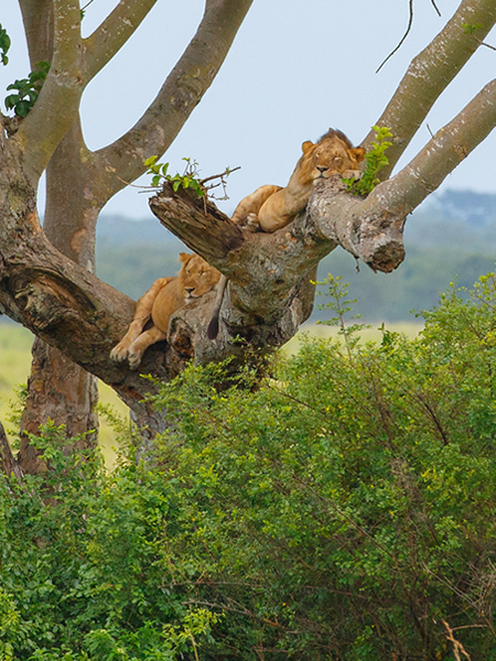 10 Days Nothern Circuit Self drive safari Tanzania