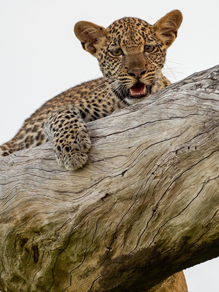 15 Days Tanzania adventure Safari