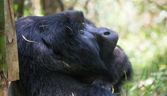 Bwindi Impenetrable Forest Mountain Gorillas