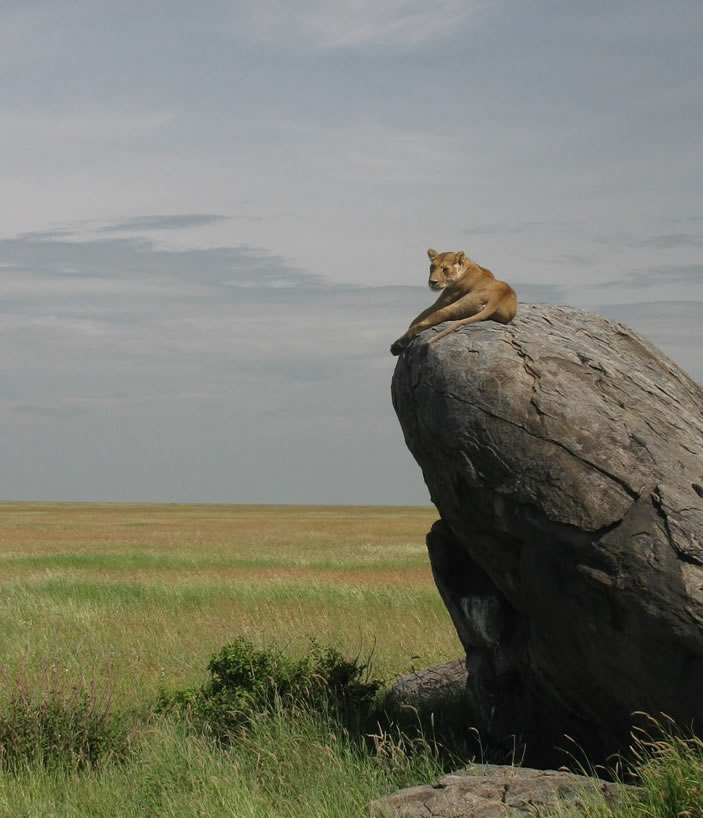 Mikumi National Park is 4 hours from Dar es Salaam. See lions, elephants & over 400 bird species. Book your 4×4 self-drive hire with rooftop tent today.
