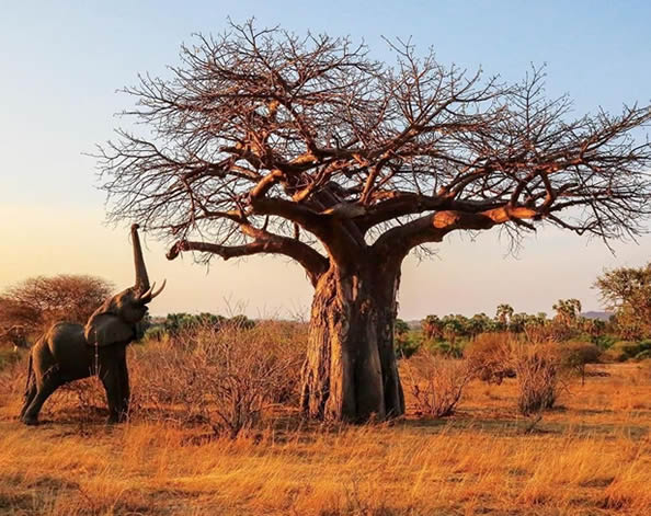 Ruaha National Park: vast, remote, and unforgettable. Join the few who self-drive Tanzania's biggest national park with a rooftop tent 4x4. Plan your adventure today.