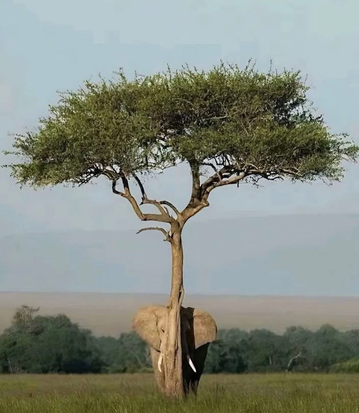 Home to 10% of the world's lions and East Africa's largest elephant population, Ruaha National Park is Tanzania's wildest safari secret. Self-drive it with a 4x4 from Dar es Salaam