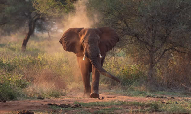 Tarangire is famous for its extraordinary elephant herds — some of the largest in Africa — and for its ancient, twisted baobab trees that give the landscape a primordial atmosphere unlike anywhere else.