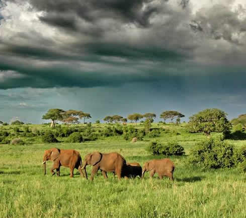 Ngorongoro Crater