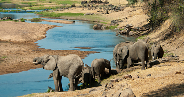 Ruaha-Safaris elephants-at-riverbank